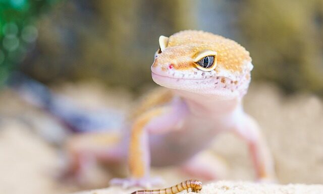 Jak rozpoznać że królik ma robaki? Jak rozpoznać że królik ma robaki?