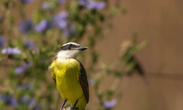 Czy kisiel jest polski?