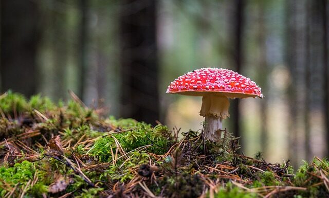 Gdzie można kupić grzyb herbaciany kombucha?