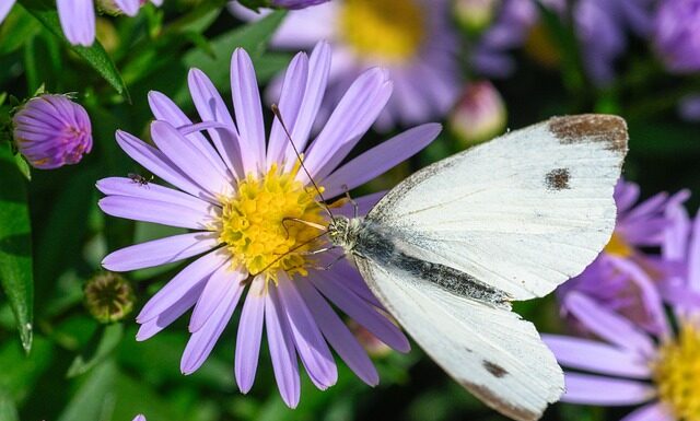Z czego jest mączką chleba świętojańskiego? Z czego jest mączką chleba świętojańskiego?