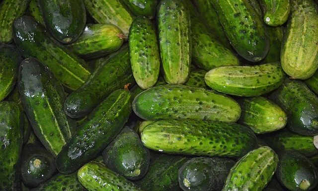 Ile dziennie można zjeść ogórków kiszonych? Ile dziennie można zjeść ogórków kiszonych?